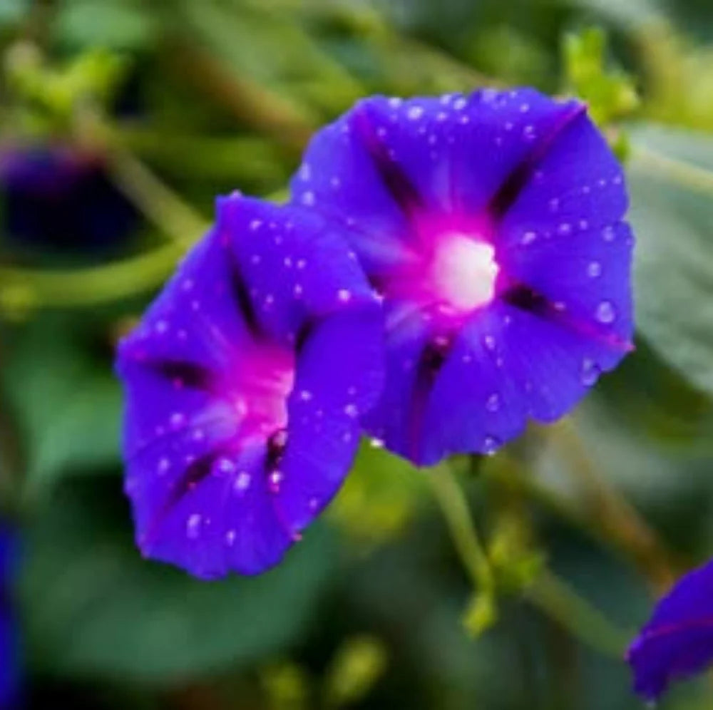 for planting flower seeds