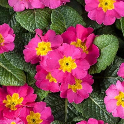 primula for flower seeds