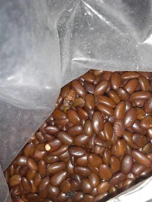caspian locust flower seeds