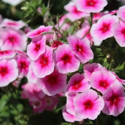 Brilliant Phlox Seeds for Planting