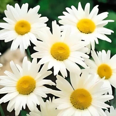 Shasta Daisy Seeds for Planting