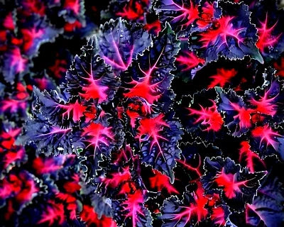 Black Dragon Coleus Seeds for Planting