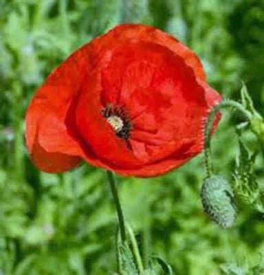 red poppy flower seeds