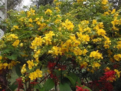 yellow cassia flower seeds