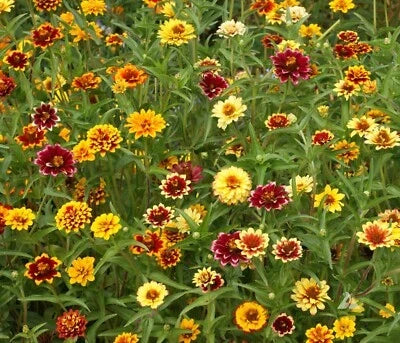 Persian Carpet Mexican Zinnia Mix Seeds for Planting