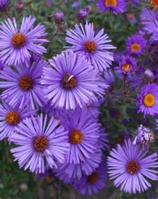 Purple New England Aster Seeds for Planting