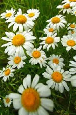 German Chamomile Flower Seeds for Planting