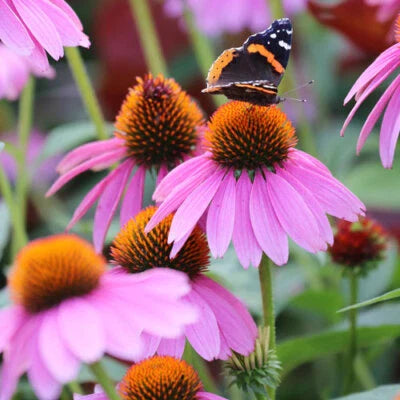 purple coneflower flower seeds