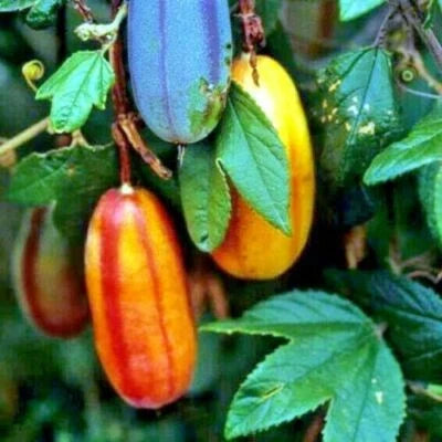 banana passionfruit flower seeds
