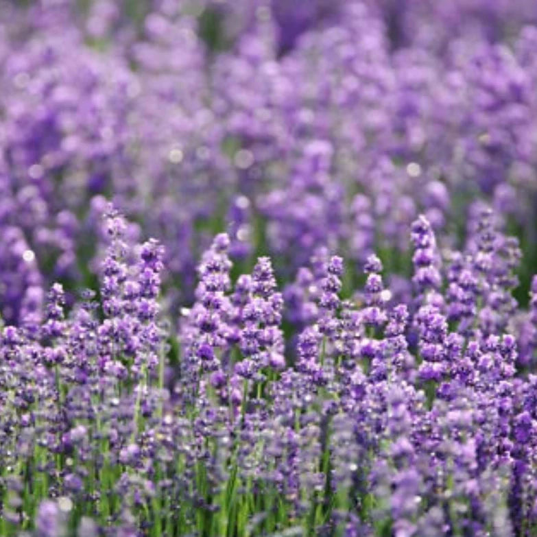lavender english flower seeds