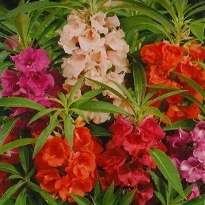 tom thumb flower seeds