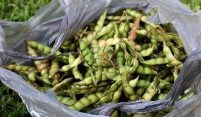 Gandules Pigeon Pea (Cajanus cajan) Seeds for Planting