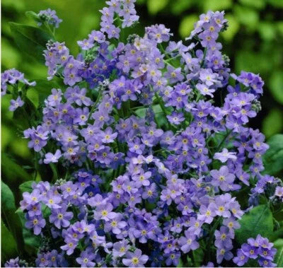 blue forget flower seeds
