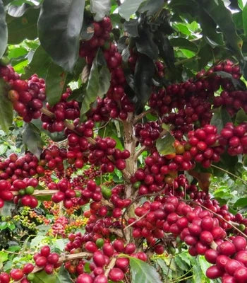 Limani Arabica Coffee Tree Seeds for Planting