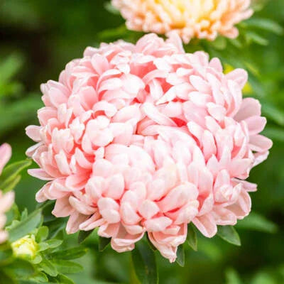 peony paeony flower seeds