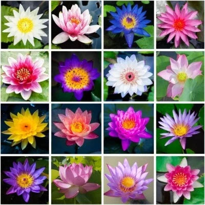 Mixed Color Sacred Lotus Seeds for Planting