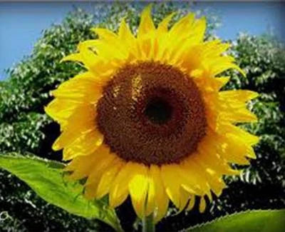 sunflower mammoth flower seeds