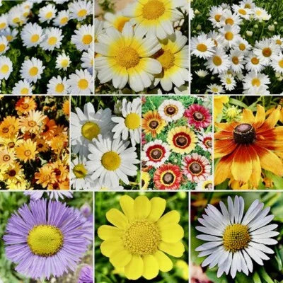 mix daisy flower seeds
