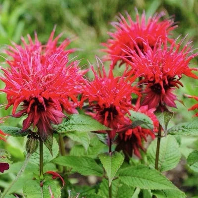 red bee flower seeds