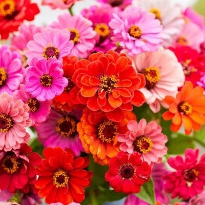dahlia flowered flower seeds