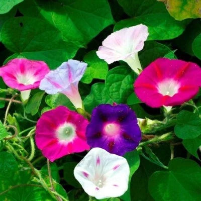 Mixed Morning Glory Flower Seeds for Planting