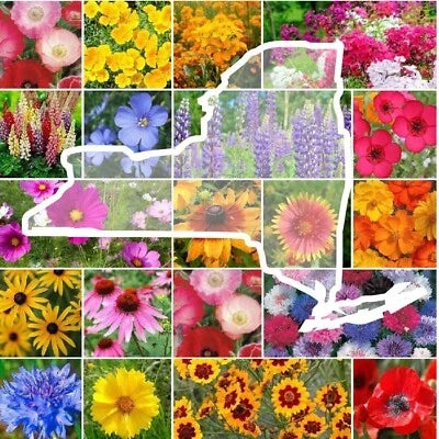 wildflower new flower seeds