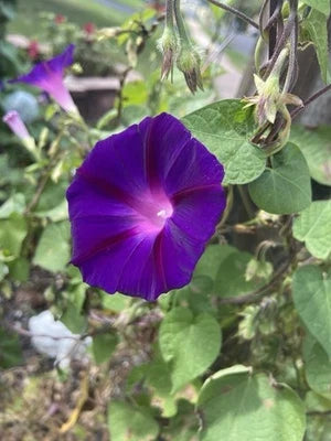 Purple Morning Glory Seeds for Planting