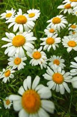 german chamomile flower seeds
