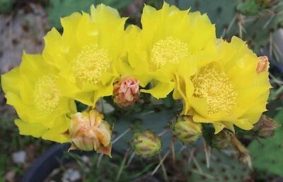Yellow Prickly Pear Cactus Seeds for Planting