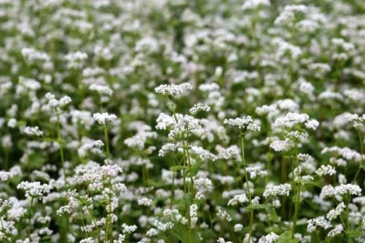 buckwheat for flower seeds