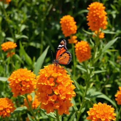 orange milkweed flower seeds