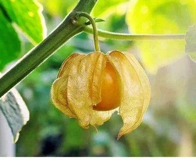 Pineapple Ground Cherry Fruit Seeds for Planting