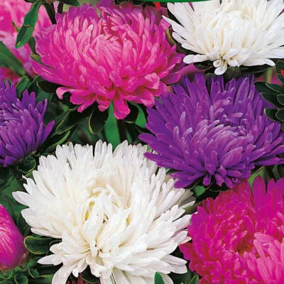 giants of flower seeds