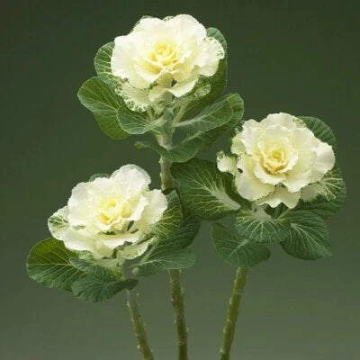 white flowering flower seeds