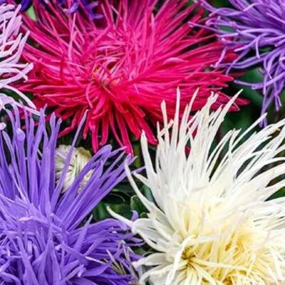 Crego Giant Mix Aster Seeds for Planting
