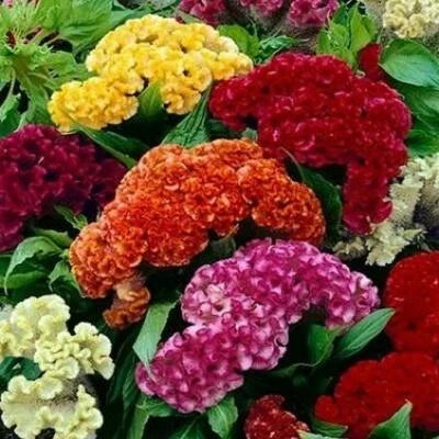 Mixed Celosia Cristata Cockscomb Seeds for Planting