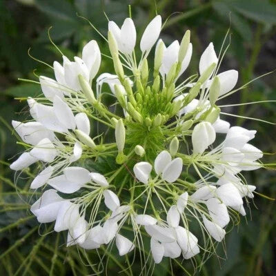 White Queen Cleome Seeds for Planting