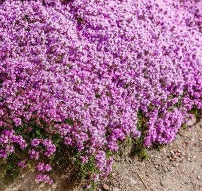 purple creeping flower seeds