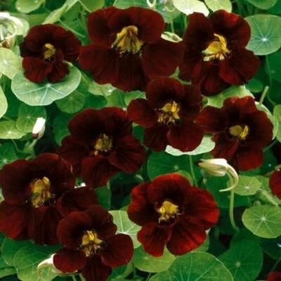 Black Velvet Nasturtium Seeds for Planting