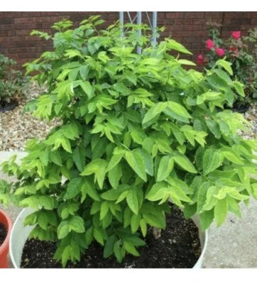 hat rau flower seeds