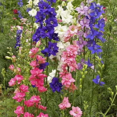 Larkspur Flower Seeds for Planting