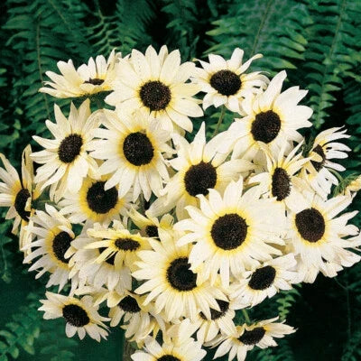 white sunflower flower seeds