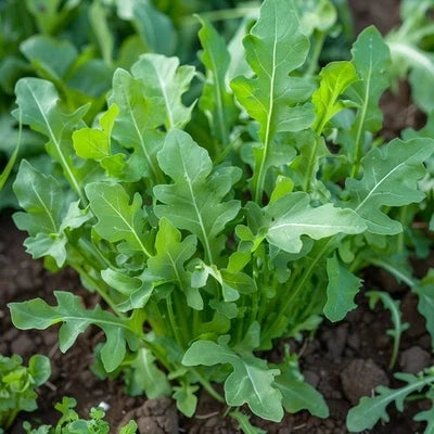 Arugula Roquette Seeds for Planting