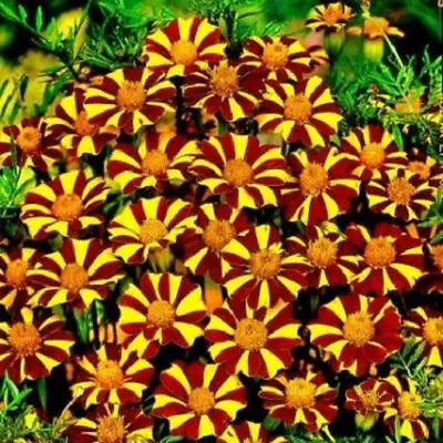 french marigold flower seeds
