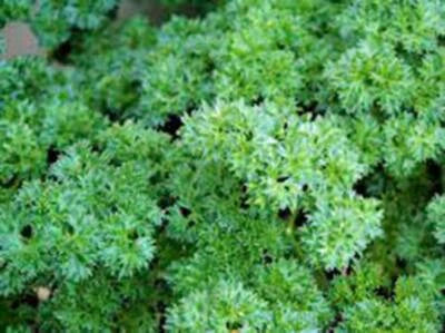 Triple Curled Parsley Herb Seeds for Planting