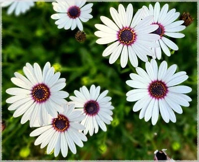 White Blue Cape Daisy Flower Seeds for Planting