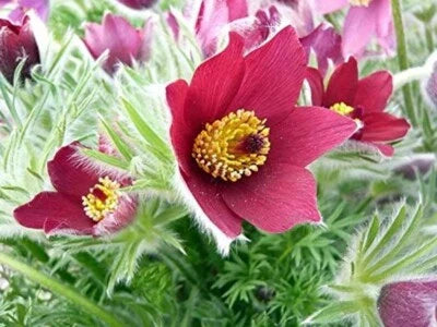 red pulsatilla flower seeds