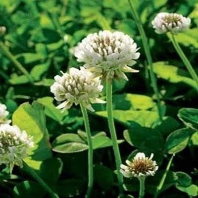 White Dutch Clover Seeds for Planting