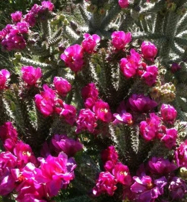 Purple Winter-Hardy Opuntia Cactus Seeds for Planting
