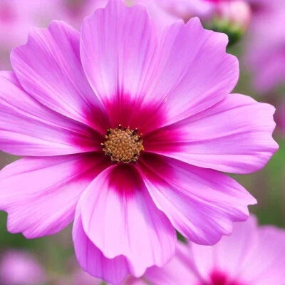 Gloria Cosmos Seeds for Planting